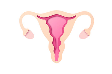 Paper craft of the woman uterus on white background. Cross section of woman uterus for women's health care concept. PNG Image