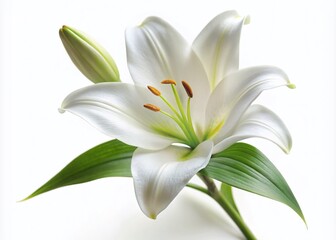 Obraz premium Elegant White Lily Flower Isolated on Clean White Background for Floral Designs and Nature Themes, Perfect for Stock Photography Use in Advertising and Marketing Materials