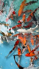 koi fish swimming in a pond