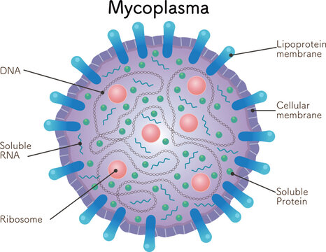 マイコプラズマの模式図、mycoplasma
