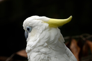 アオメキバタン