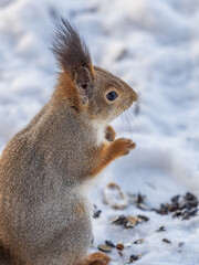 Obraz premium The squirrel in winter sits on white snow.