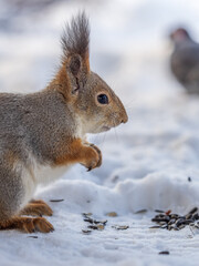 The squirrel in winter sits on white snow.