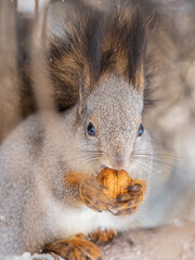 The squirrel with nut sits on tree in the winter or late autumn