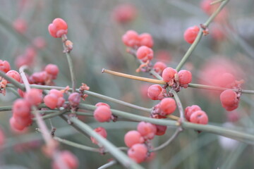 berries of ephedra fragilis (joint pine) 