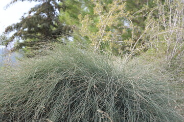 ephedra fragilis (joint pine) plant in the field