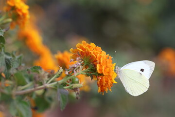 close up of  cabbage white butterfly on lantana flower