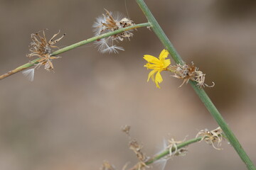 Chondrilla juncea is a species of flowering plant in the family Asteraceae