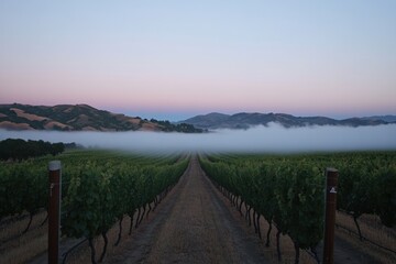 Fog Over Vineyard at Dawn: A vineyard in the early hours