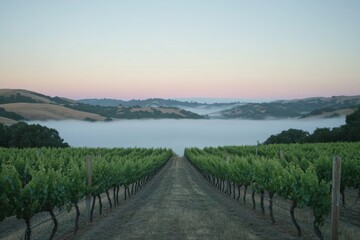 Obraz premium Fog Over Vineyard at Dawn: A vineyard in the early hours