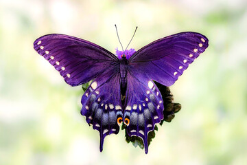 Vibrant purple Papilio polyxenes butterfly perched on leaf, detailed macro shot showcasing wing patterns beautifully.