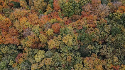 Forest autumn