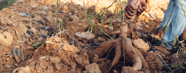 Cassava in hand, tapioca in farmer hand in harvest season. Agriculture is harvesting tapioca from cassava farms. Large cassava roots. Harvest or dig Root. © kanpisut