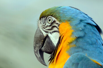 コンゴウインコ