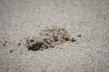 A Tiny Crab Crawling from its Sand Hole - Lombok, Indonesia 