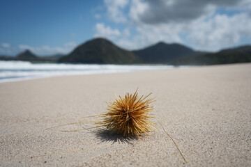 Tumbleweed on Tropical Beach - No People on Sand 