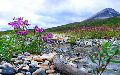 natural landscape of bougainvillea growing on rocky mountainside
