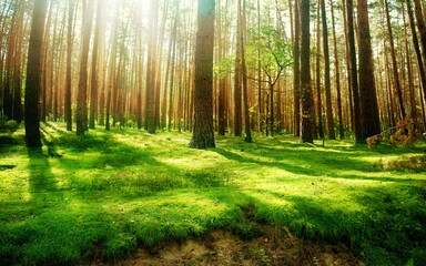 Fototapeta premium green forest stretching to welcome the bright sunlight