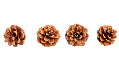Pine cones set isolated on white transparent, natural brown conifer cones