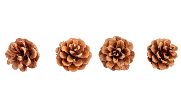 Pine cones set isolated on white transparent, natural brown conifer cones