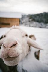 Fototapeta premium Close-up of a Curious Sheep in a Snowy Winter Farm Setting with Mountain View in the Background