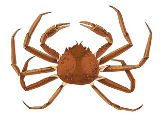 Hand drawn Snow Crab vector illustration
