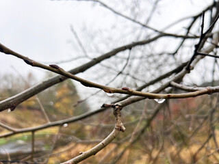 rain drops on a branch. shallow depth of field. white background