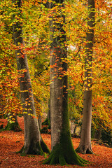 Fototapety na wymiar - Fototapeta24.pl