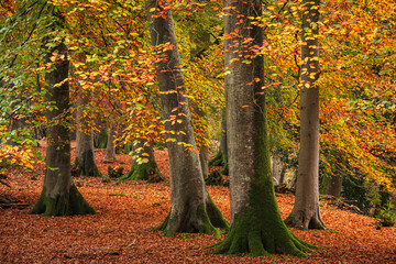 Autumn mature beech woodland in the grounds of Ashburnham place on the high weald near Battle east Sussex south east England UK