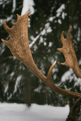 Majestic Deer with Large Antlers in Snowy Winter Forest Landscape