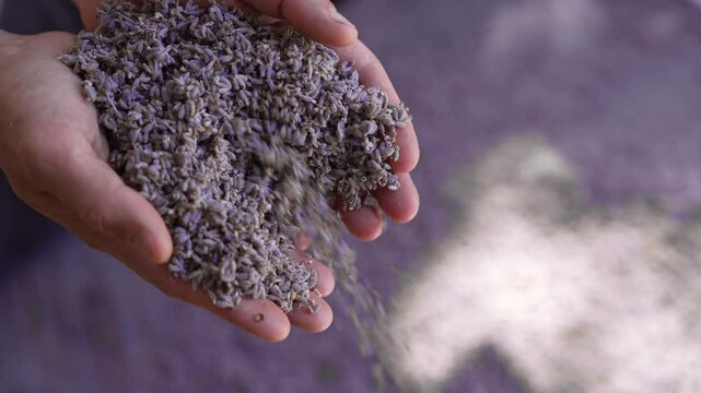 Dried Lavender Buds for Culinary, DIY Projects, and Aromatherapy