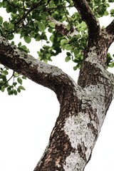 Obraz premium A bird perched on a branch of a tree, natural scene