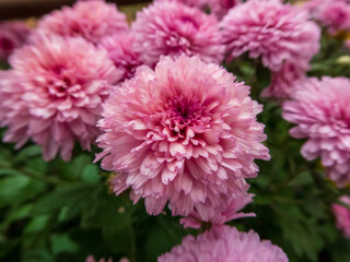 Close-Up of Vibrant Pink Chrysanthemums in Blooming Garden