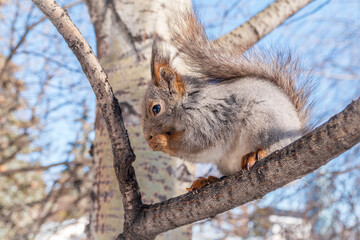 Squirrel eats nuts from a man's hand. Caring for animals in winter or autumn.