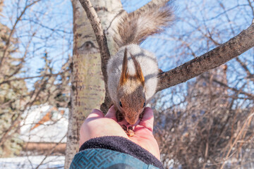 Fototapeta premium Squirrel eats nuts from a man's hand. Caring for animals in winter or autumn.