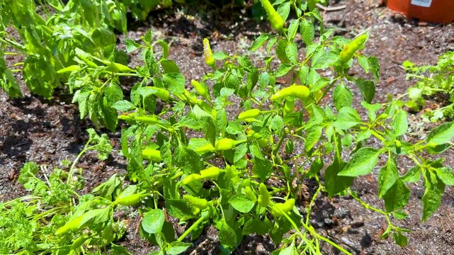 Chilli Plant Growth in Gold Coast