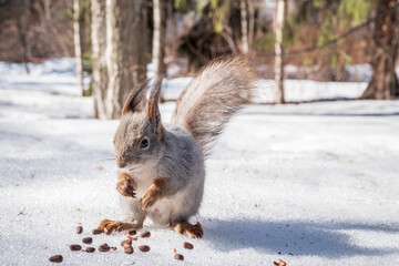 The squirrel in winter sits on white snow. © Dmitrii Potashkin
