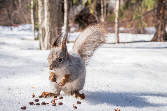 The squirrel in winter sits on white snow.