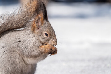 The squirrel in winter sits on white snow.