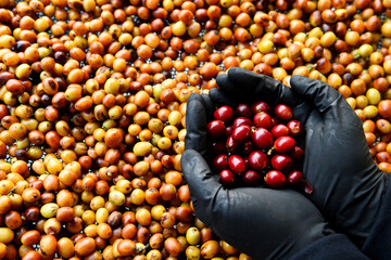 close up of fresh coffee beans on hand 