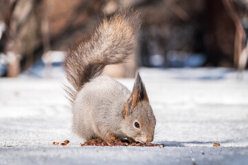 The squirrel in winter sits on white snow.