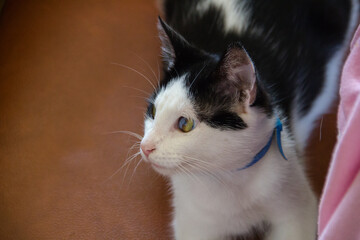 Cute black and white cat sitting on the sofa looking at camera