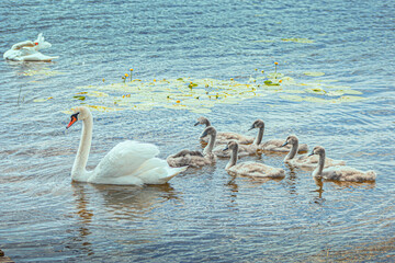 a white swan in a lake with gray little swans