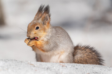 The squirrel in winter sits on white snow.