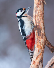 Dzięcioł duży Dendrocopos major