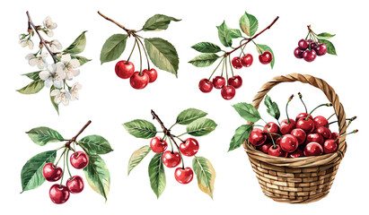 Aquarelle cherry set. Blossom branch with white flowers and leaves fruits berries wicker basket full of fresh ripe cherries. Organic food harvest season. Watercolor style isolated vector clipart