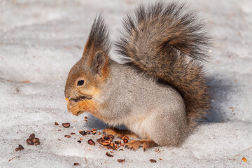 The squirrel in winter sits on white snow.