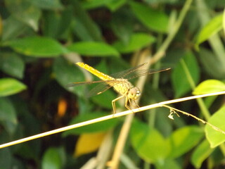 Green dragonfly sitting on a branch