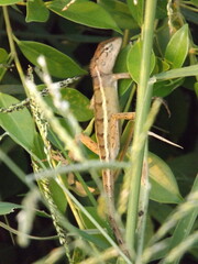 A chameleon clings to a tree.