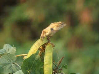 A photo of a chameleon sitting on a tree branch basking in the sun.